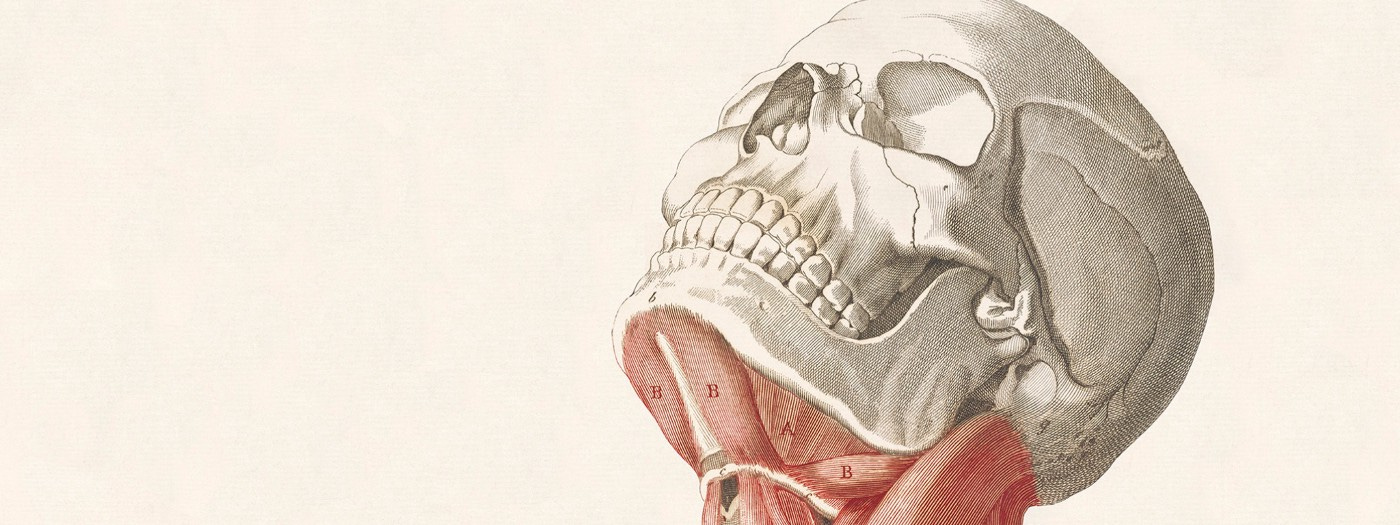 An anatomical illustration of a human skull.