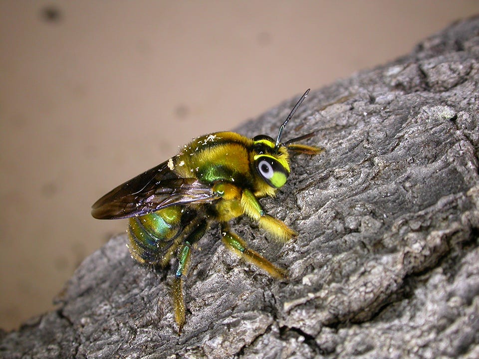 Image of male green carpenter bee.