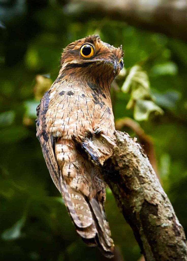 30 Potoo Facts: The Bird Behind the Meme (7 Potoo Species) Tons of Photos!  | Creepy animals, Scary animals, Weird animals