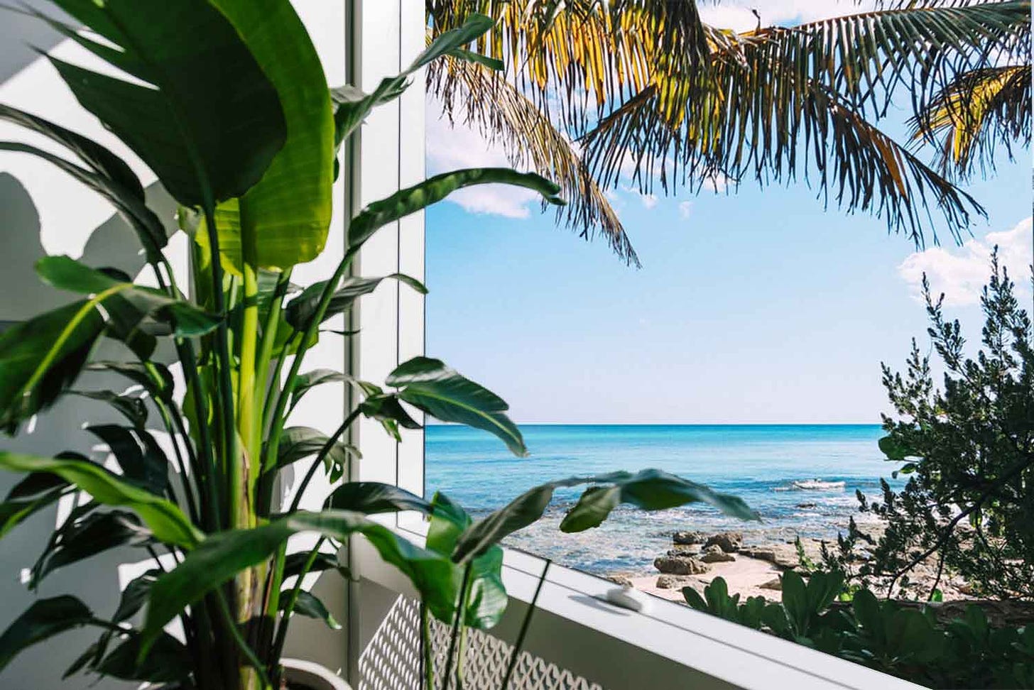 A virtual background of an office plant in front of a window that’s been photoshopped to reveal a picturesque seaside in the background.