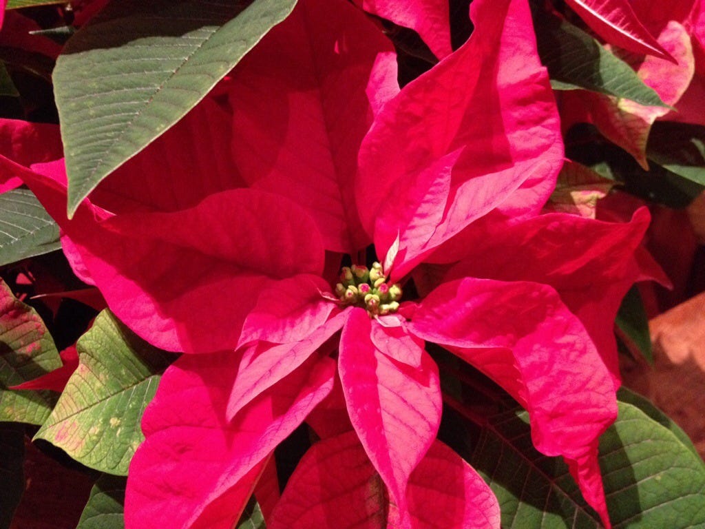 20131215-132345.jpg