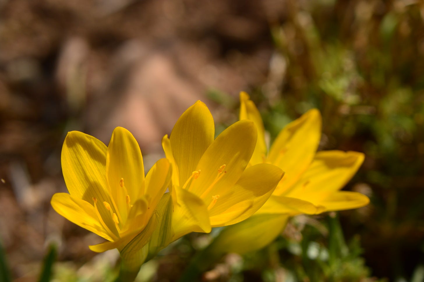 Sternbergia lutea, yellow flowers
