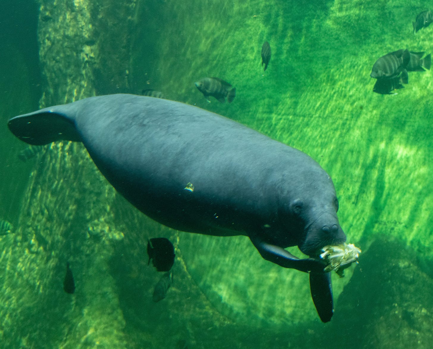 A manatee swimming with fish in green zoo aquarium water while using a front flipper to cram some greens into its mouth