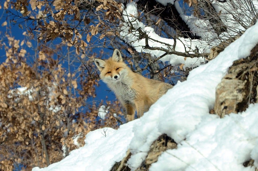 A fox looks toward the camera amid snow and brush.