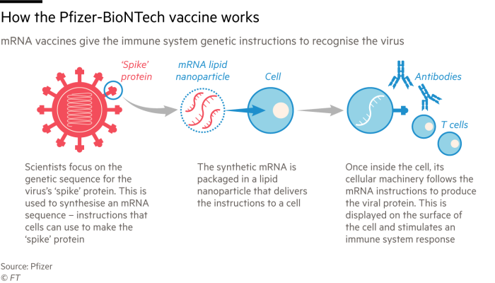 Infographic showing how the Pfizer-BioNTech vaccine works