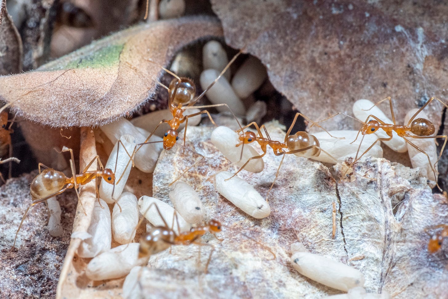 Motherhood makes crazy ants lazy - Apr 2021 - JCU Australia