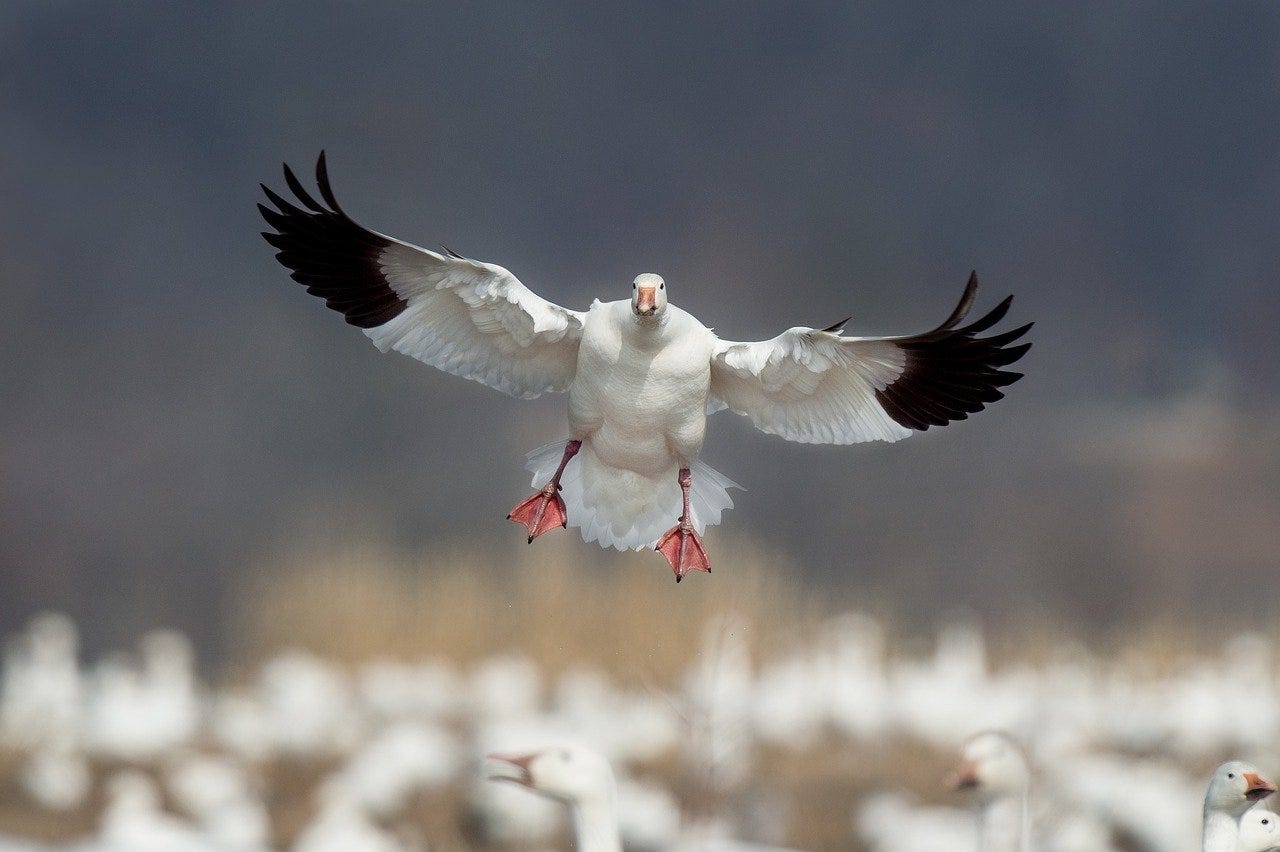 A snow goose coming in to land