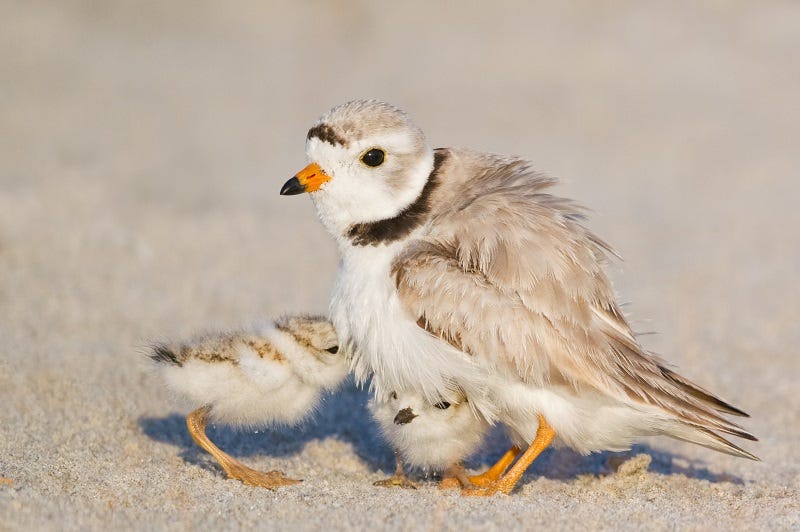 A piping plover and two chicks.