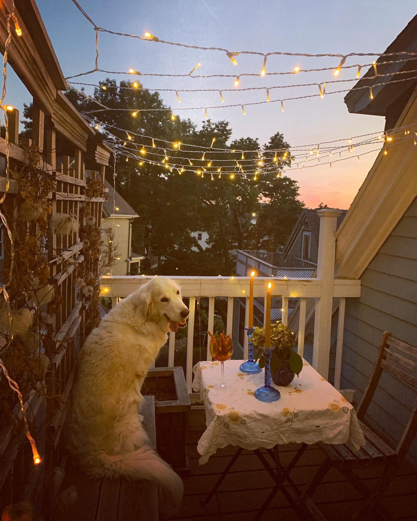 a dog sits at a table with candles and string lights
