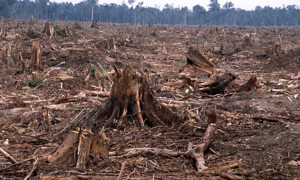General Mills palm oil pledge focus on deforestation