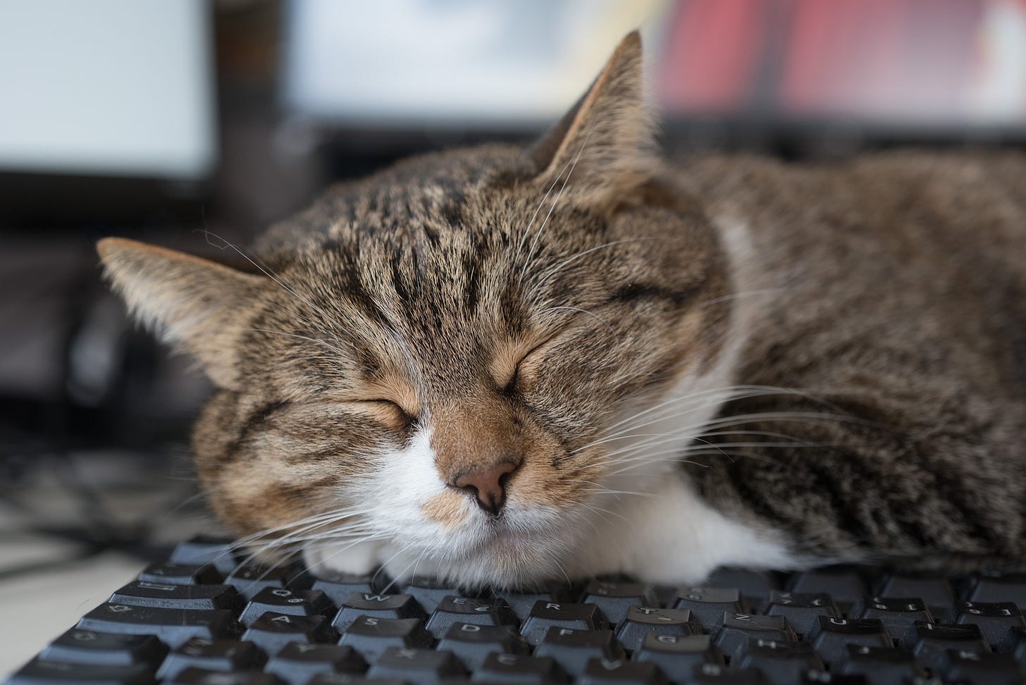 Cat On Your Keyboard? Here's Why That's Such a tempting Spot | PawTracks