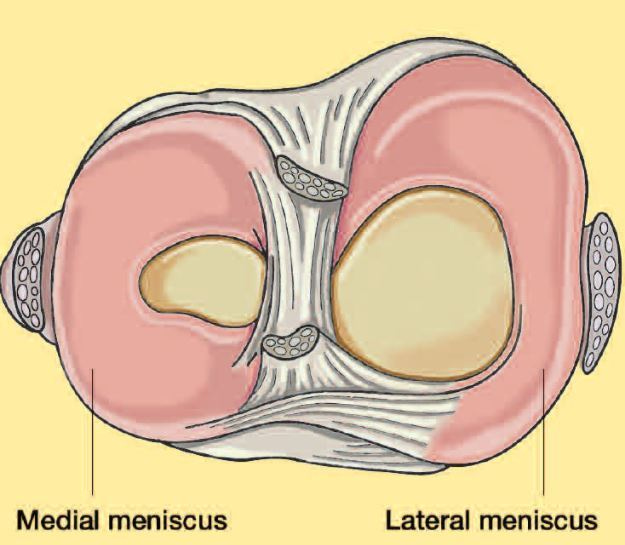 what-is-the-meniscus