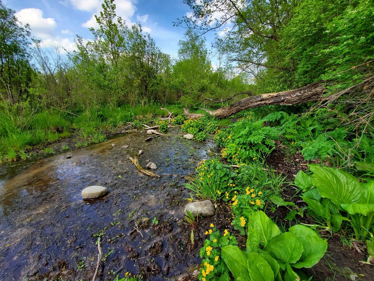 A clear stream is bordered by bright green skunk cabbage leaves and dots of yellow marsh marigolds.