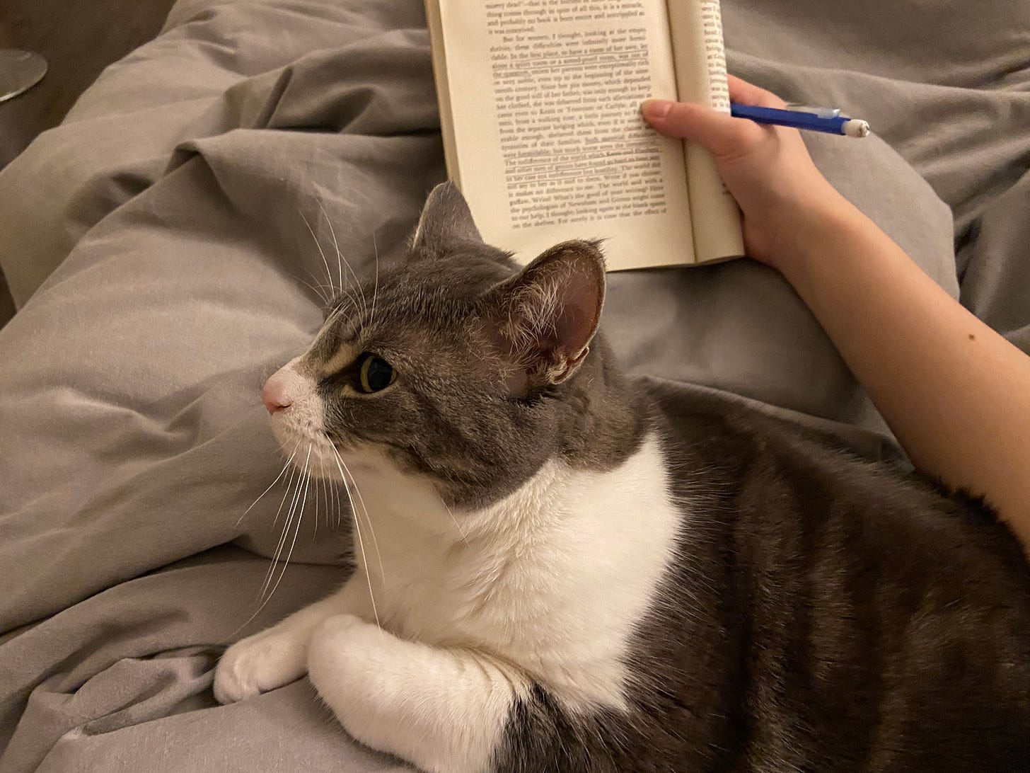 Cat chilling on her human, oblivious to the latter's uncomfortable reading position.