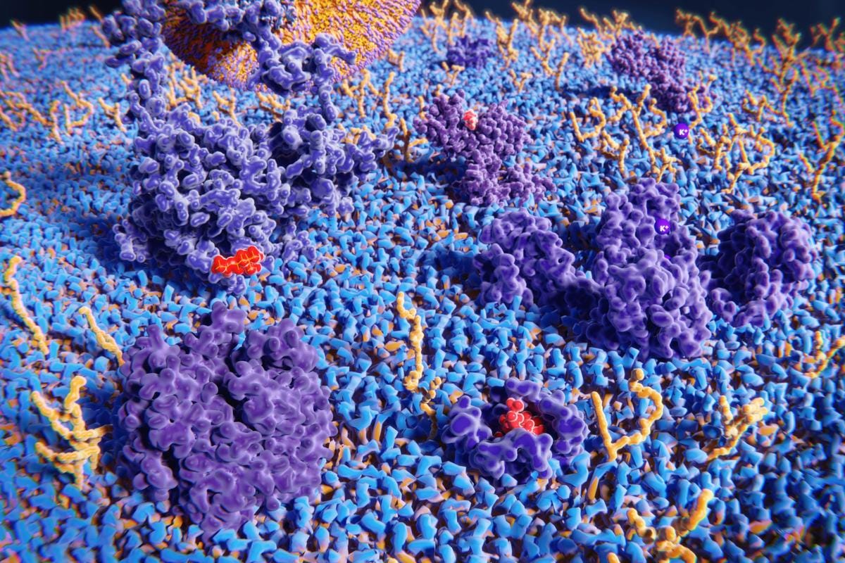 A model of the surface of a cell, including gycoproteins (yellow), which are related to the newly discovered biomolecule, glycoRNA