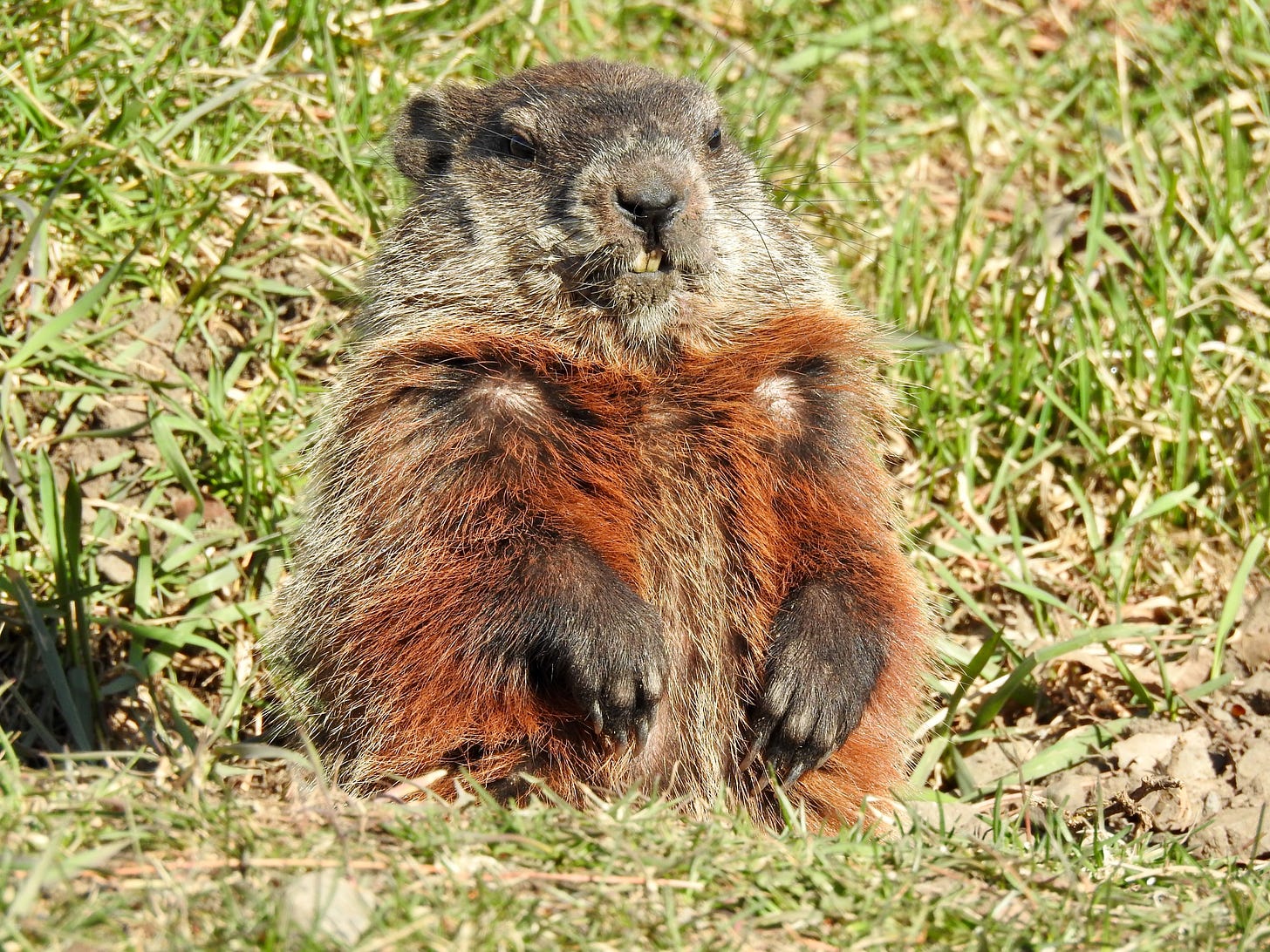 A chonky beaver with red fur on its chest sitting on its haunches on the grass soaking up the sun