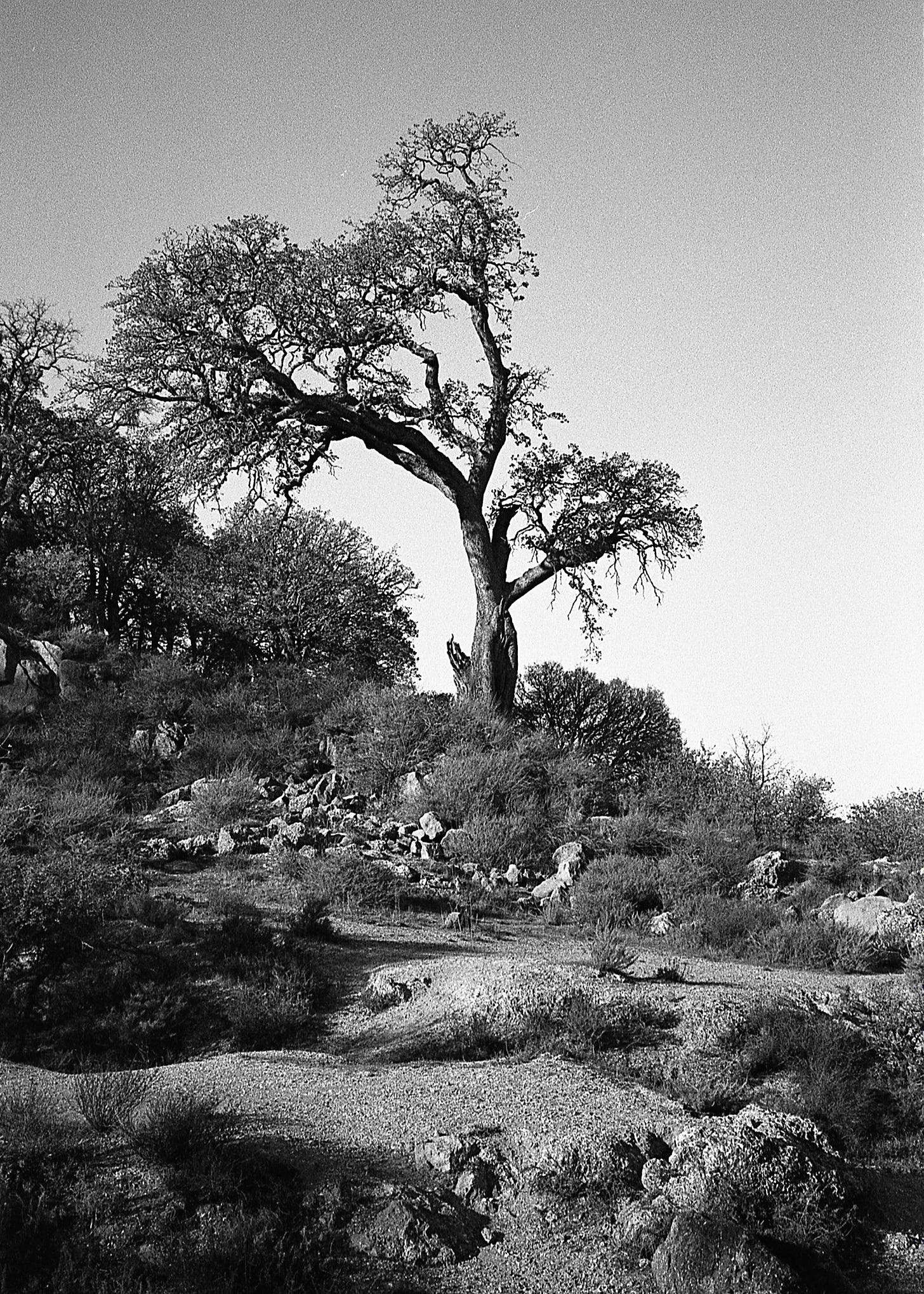 Black and White photo of tree