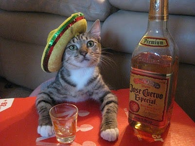 Goodbye, Tequila Cat. We Hope they Serve Patron in Kitty Heaven «  Groonk[dot]Net à² _à²