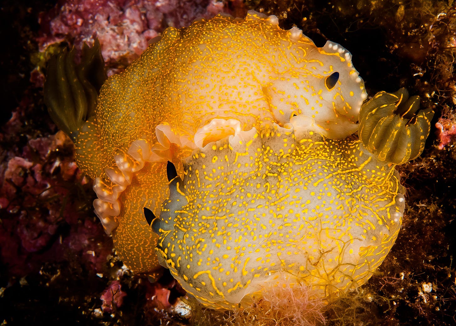 Felimare picta (mating) nudibranch