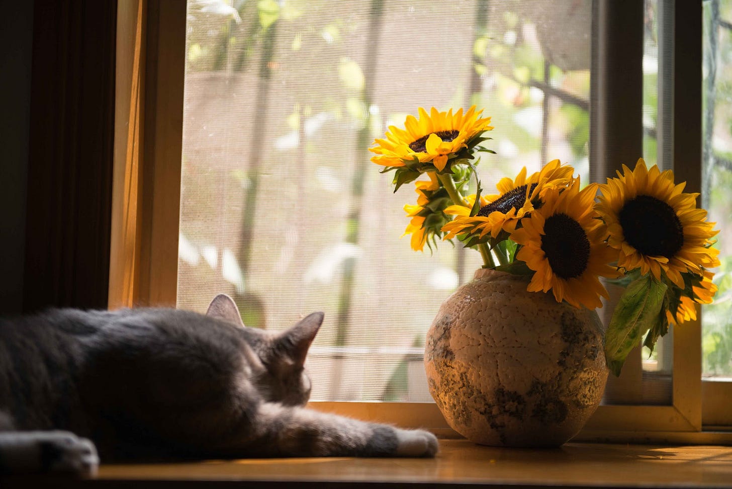 gray cat near brown vase with sunflowers