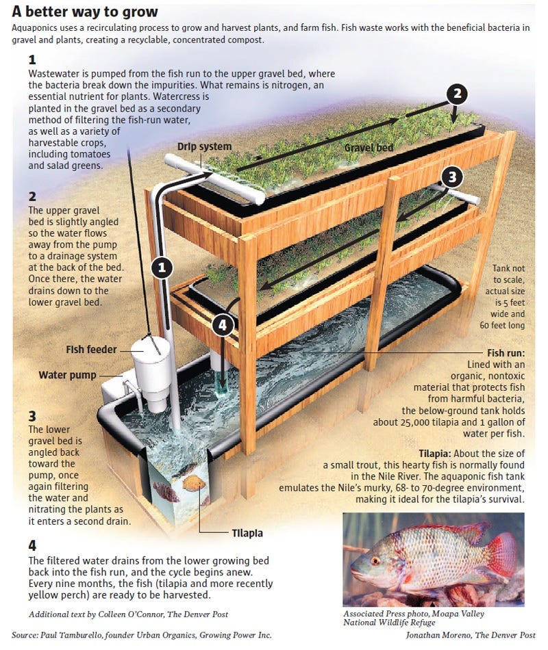 Reciruculating Aquaponics