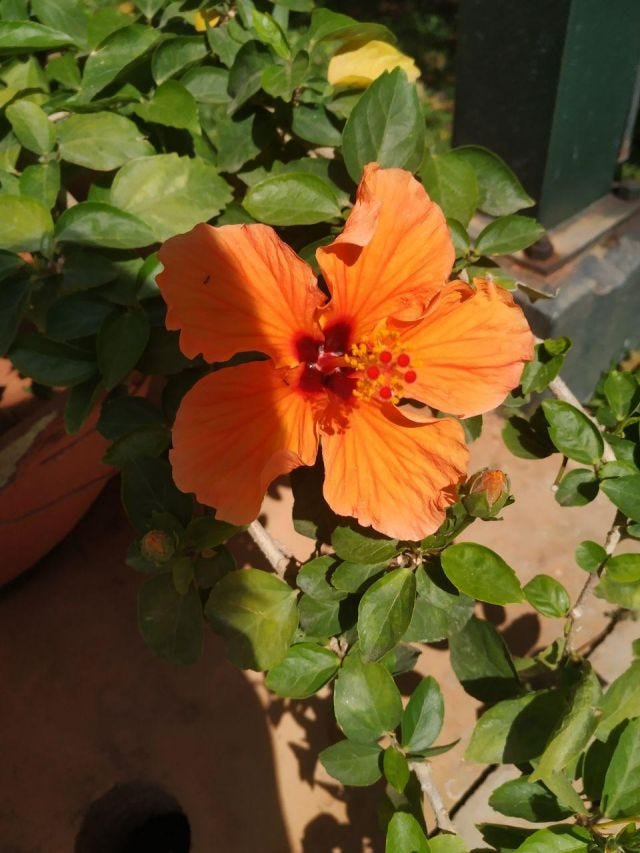 A orange hibiscus flower in the sun.