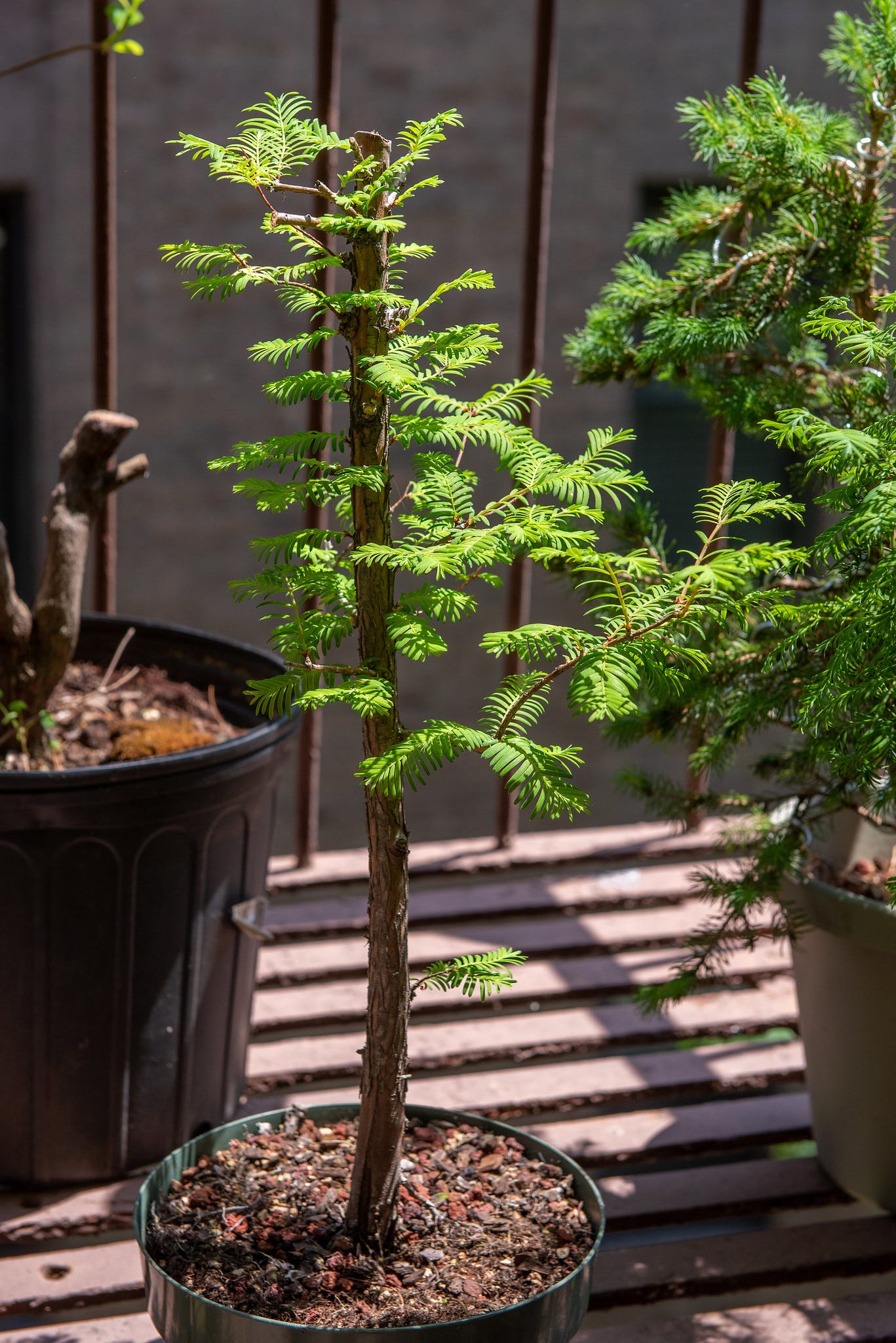 ID: Photo of the same dawn redwood from early spring with bare tufts of foliage. 