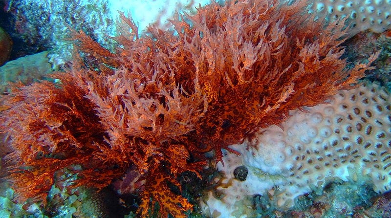 File:Red Algae on bleached coral.JPG