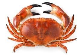Crab Stock Photo - Download Image Now - iStock