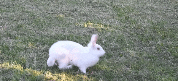 Gif of a bunny walking on its front legs