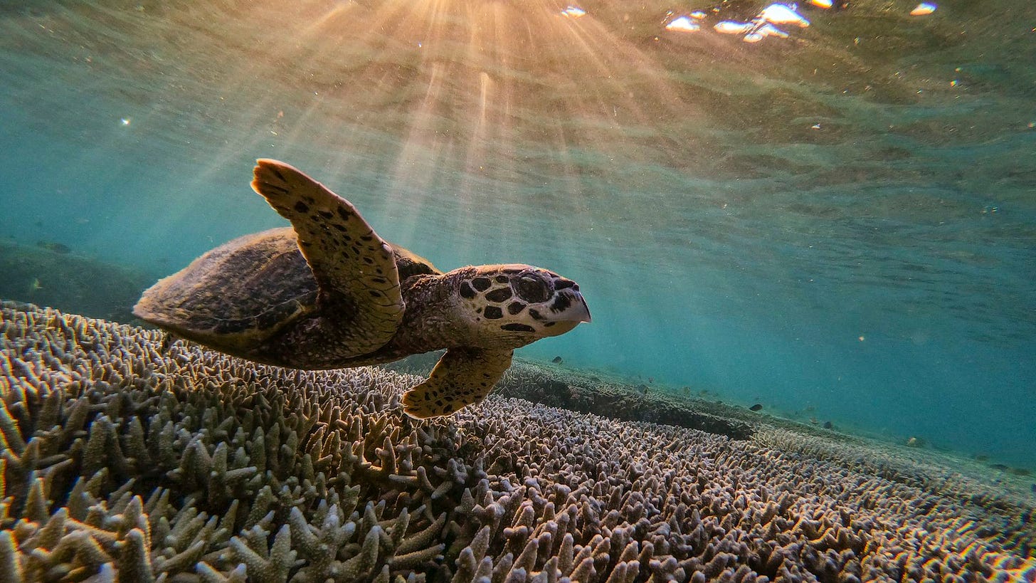 A green sea turtle is flourishing among the corals at lady Elliot island in the Great Barrier Reef, off the coast of Queensland, Australia, in 2019