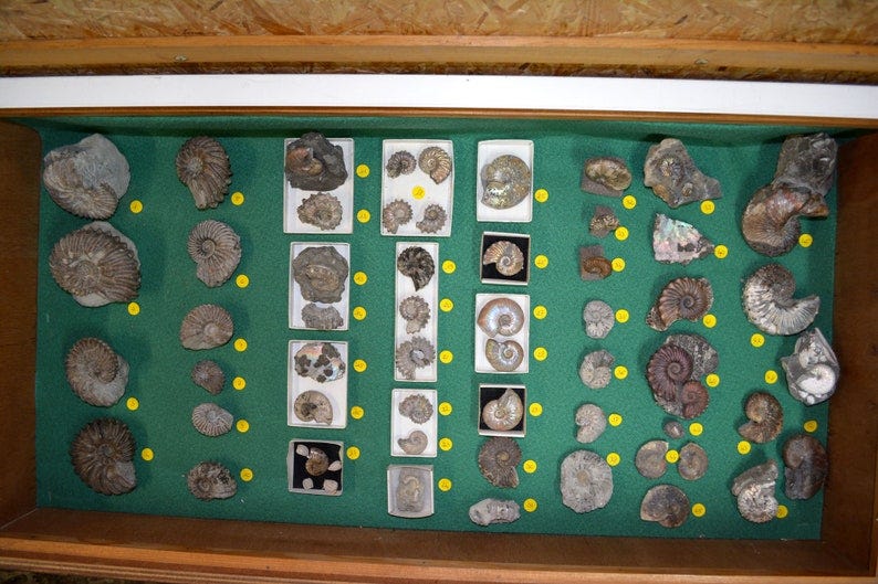 COMPLETE COLLECTION of paleontology 170 showcases image 5
