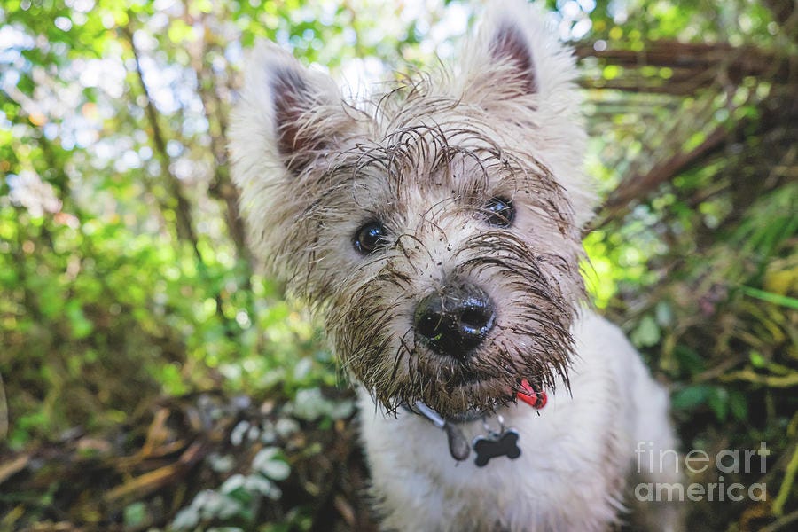 West Highland Terrier With Muddy Face
