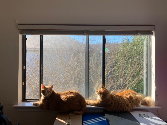 Two plump-ish orange Tabby cats sitting on a windowsill in the sun