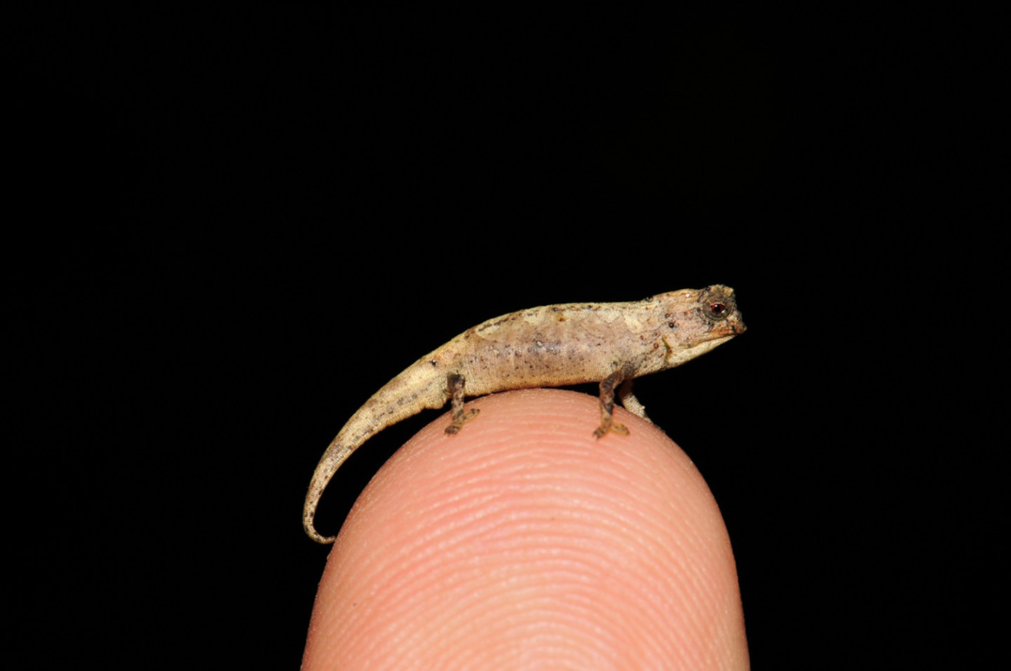 The male Nano-Chameleon (Brookesia nana) measures just 13.5 mm (0.5 in) long