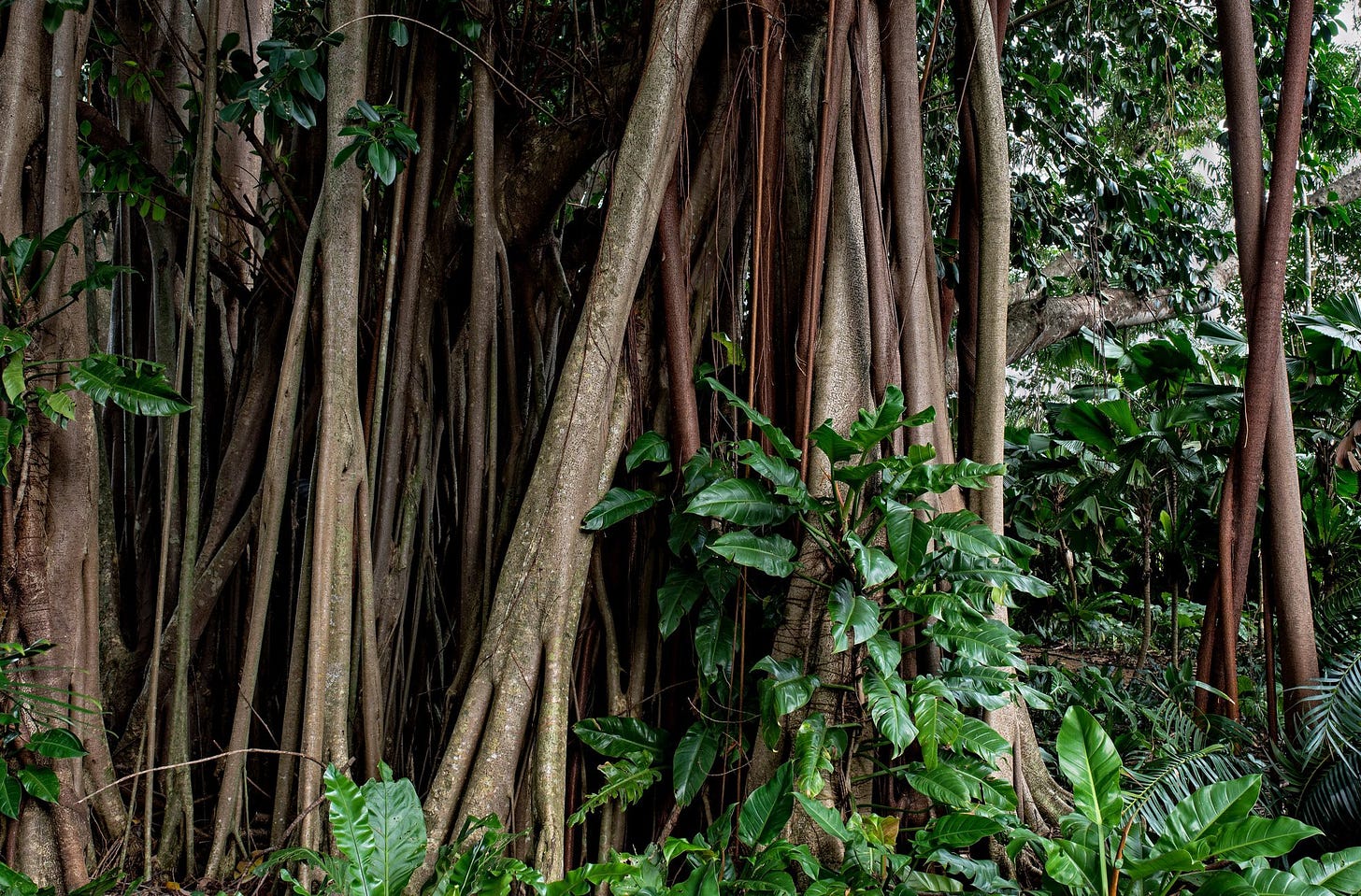 A Philodendron climbs up the trunks of a Rubber tree, Ficus elastica.