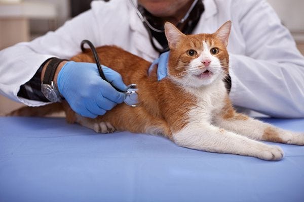 How to Get Your Cat to the Vet — Even If He Really, Truly Hates It