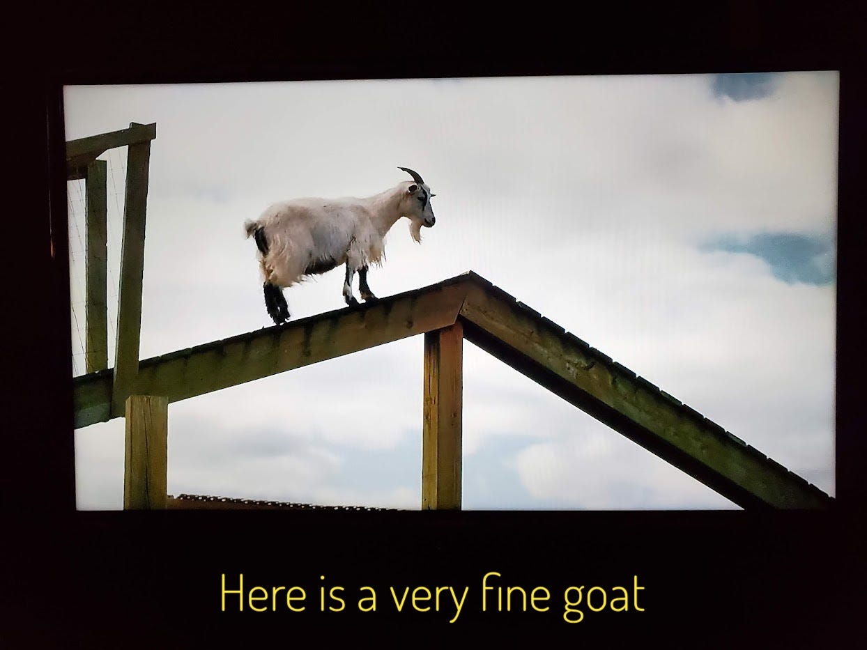 A white billy goat climbing an incline, captioned "Here is a very fine goat"