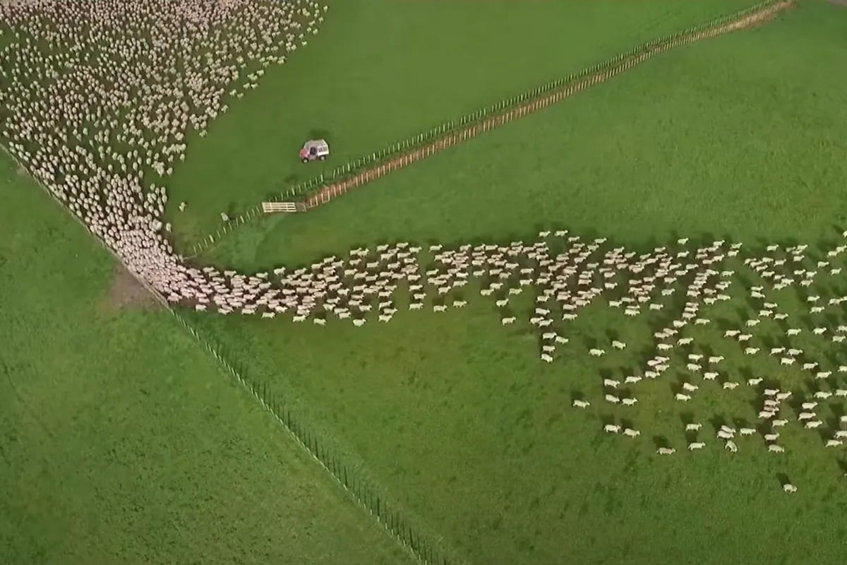 Herding Dogs Showcase Talent in Mesmerizing Drone Footage