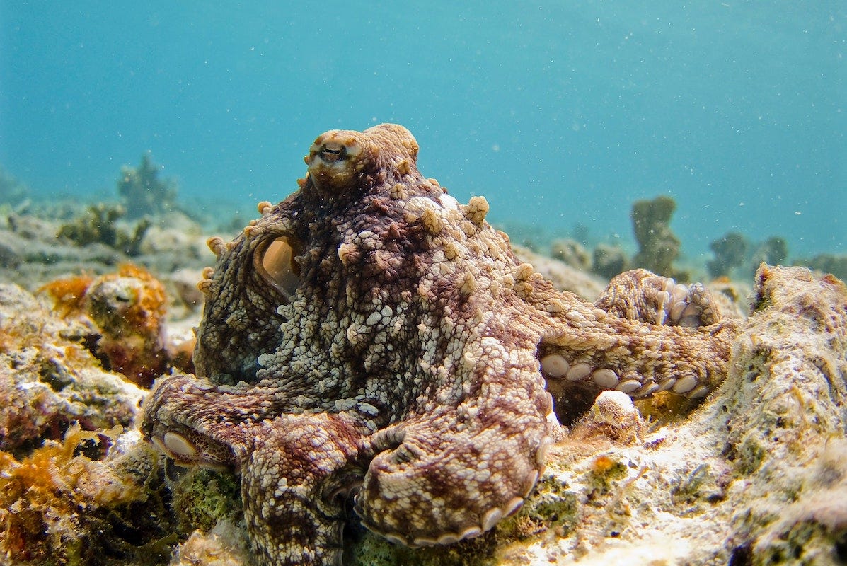An octopus is pictured atop some old dead coral with algae growing on it. The octopus is camouflaged in both color and texture, becoming a slightly bumpy, reddish brown with white patches.