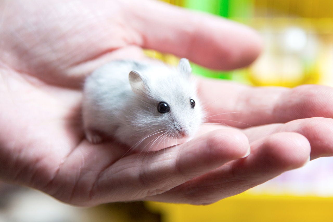 Dwarf Hamster in Person's Hand