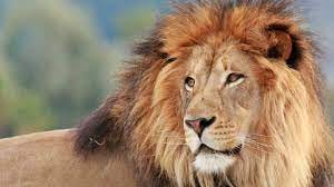Why Do Male Lions Have Manes? | Mental Floss