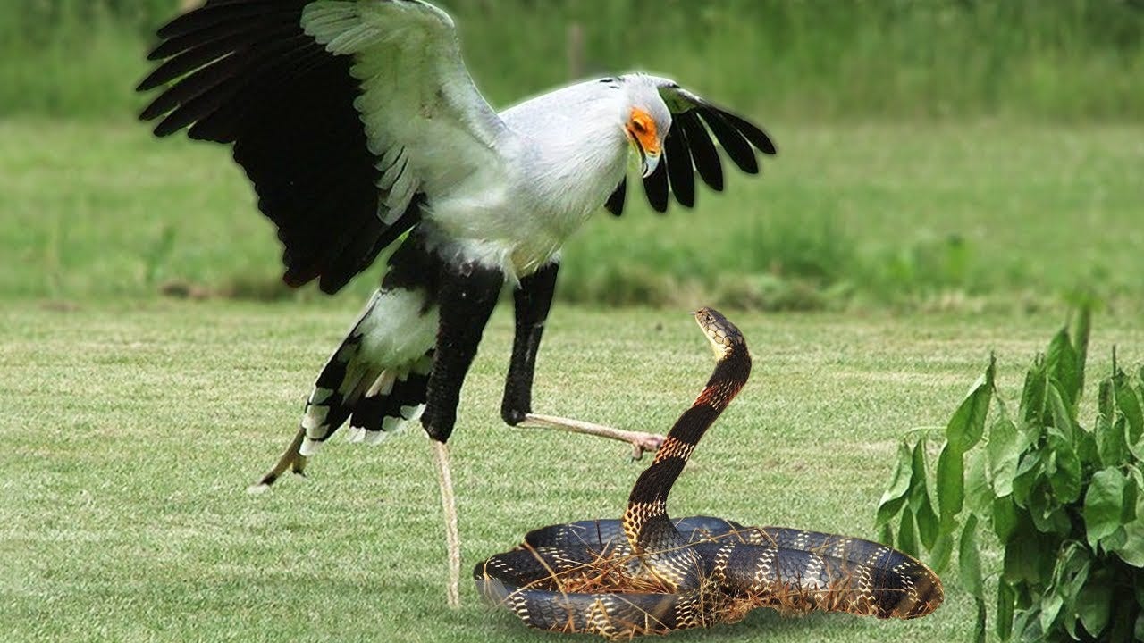 King Cobra Vs Secretary Bird In A Big Fights- Who Will Win ? - YouTube