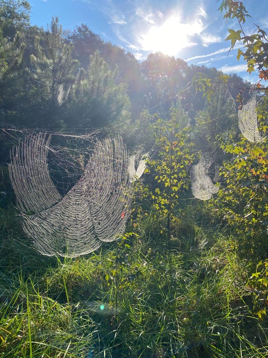 Four basket-like webs are pictured amid green foliage on a sunny day