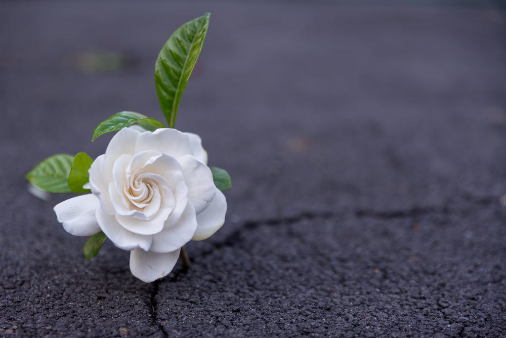 A rose growing out of a crack in asphalt that's supposed to show resilience but is obviously a flower stuck into a crack