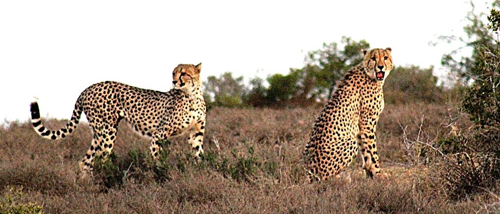 One cheetah standing, the other sitting