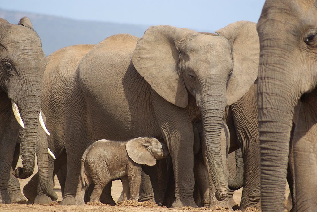 Elephant calf feeding on its mother in the middle of a herd