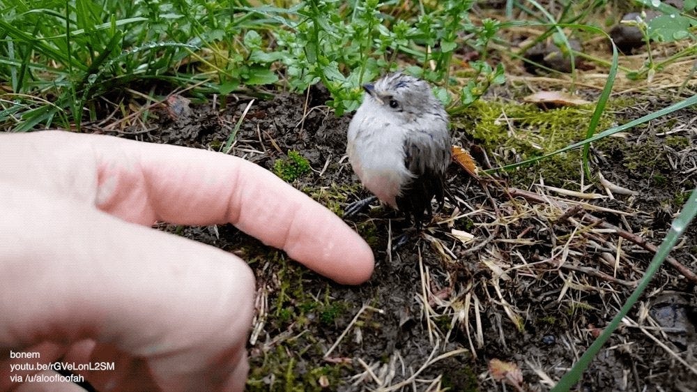 Tiny wet bushtit: gifs