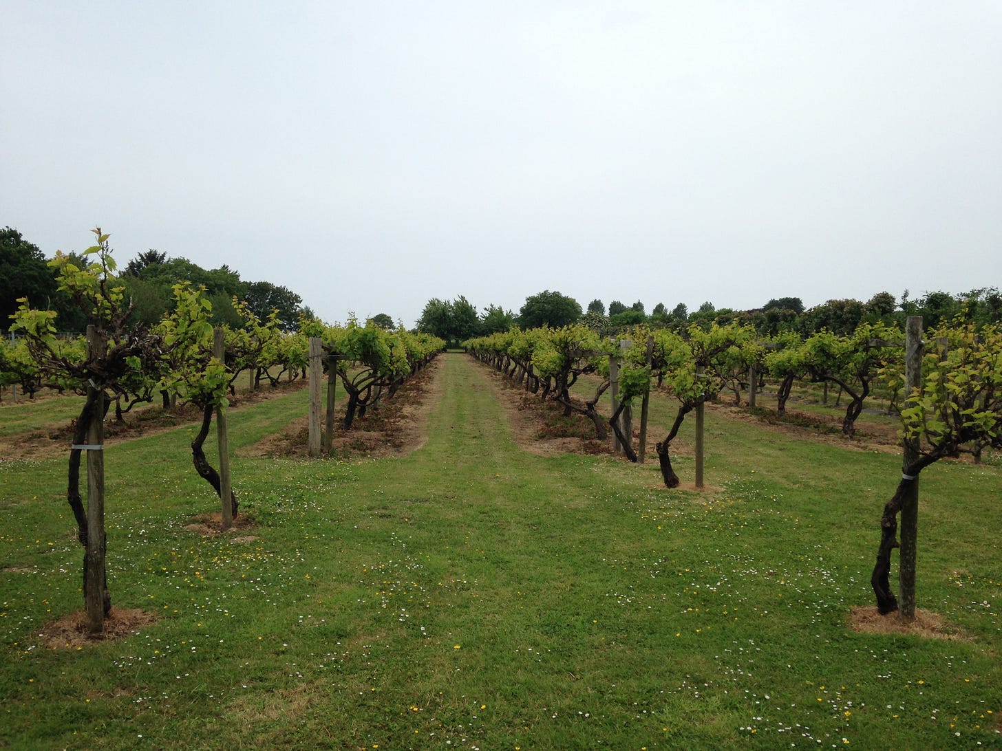 The La Mere Wine Estate, Jersey, Channel Islands. 