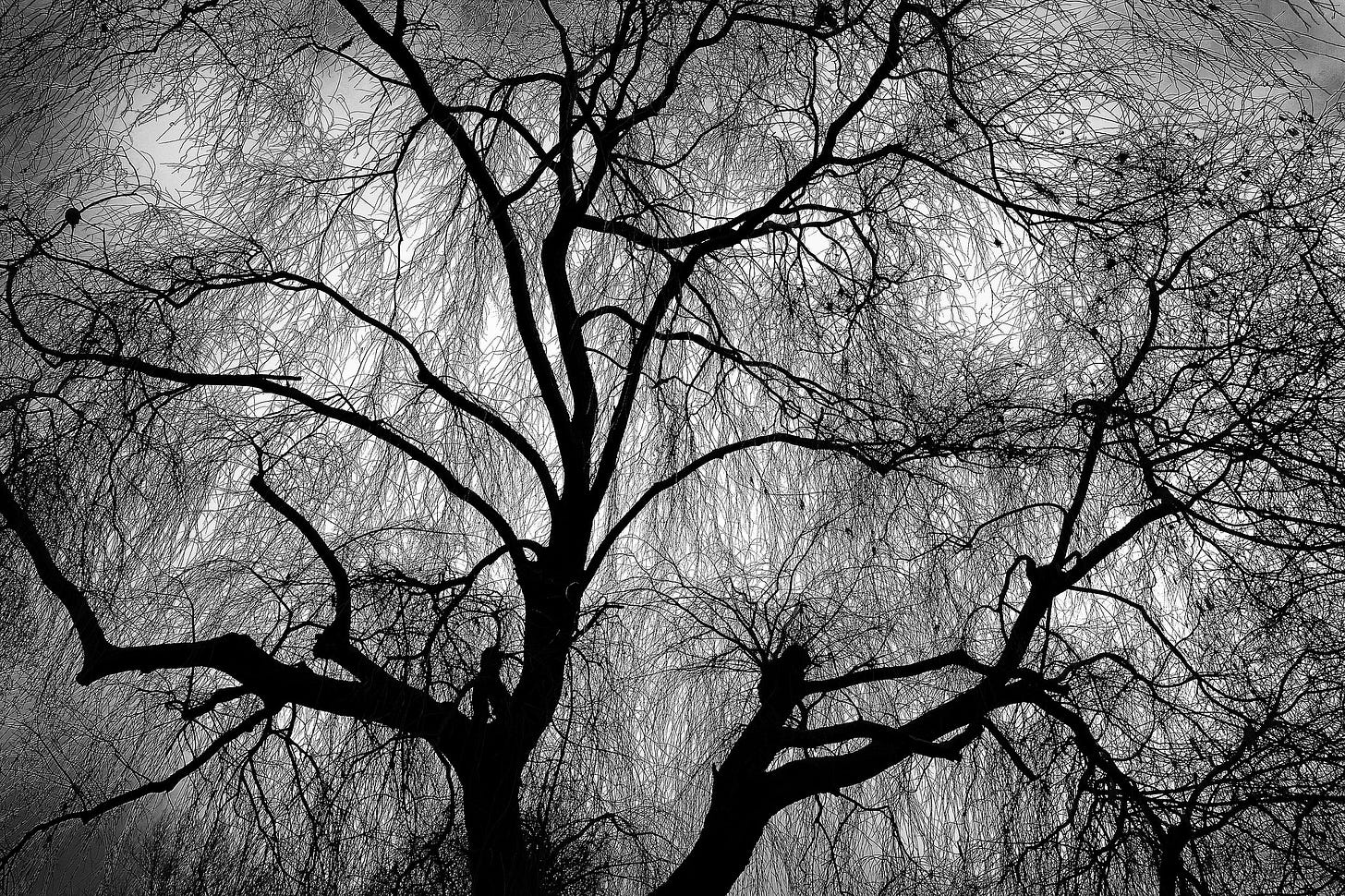 A black and white photo of a weeping willow tree with no leaves on it. The perspective is of a person standing underneath the tree looking up.